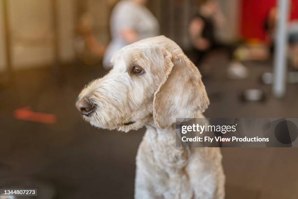 cane obbediente nella palestra boutique con proprietario - standard poodle foto e immagini stock