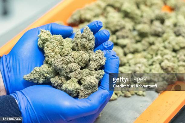 a marijuana plant. marijuana buds - 大麻 マリファナ ストックフォトと画像