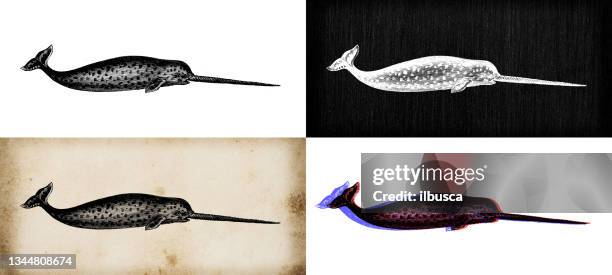 antique animal illustration: narwhal (monodon monoceros) - narwhal stock illustrations