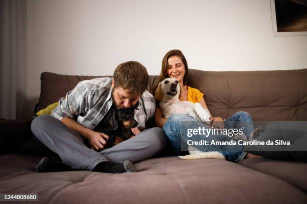 couple playing with their dogs at home - familie sofa stock pictures, royalty-free photos & images