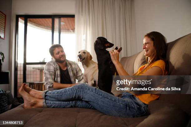 couple playing with their dogs at home - familie sofa stock pictures, royalty-free photos & images