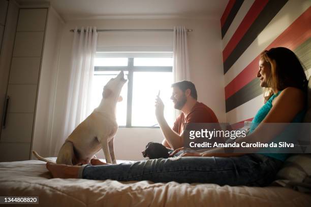 couple lying with their dogs in bed while man shows cell phone screen to dog - familie sofa stock pictures, royalty-free photos & images