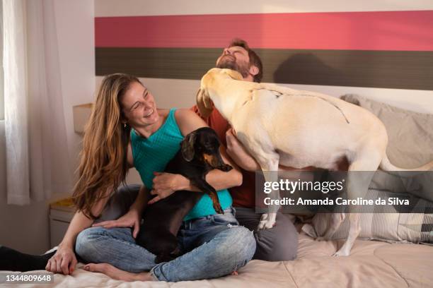 couple playing with their pets in bed - familie sofa stock pictures, royalty-free photos & images