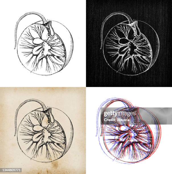 104点のプランクトンイラスト素材 Getty Images 104点のプランクトンイラスト素材 Getty Images