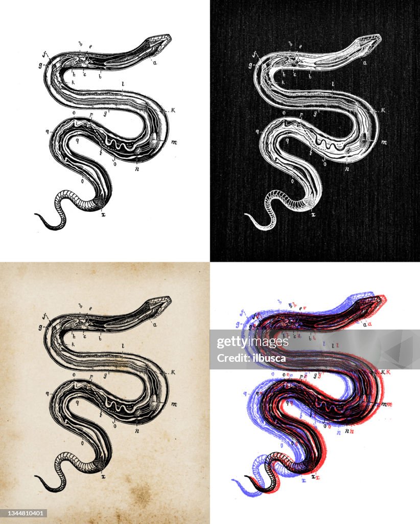 Antique animal illustration: Snake anatomy