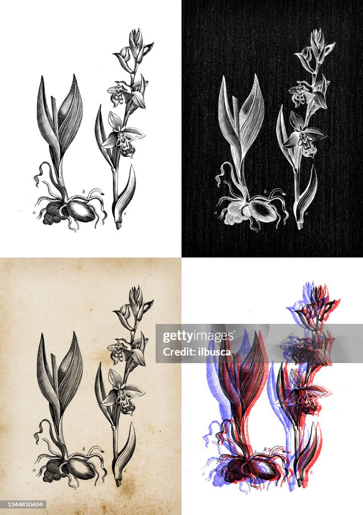 Antique botany illustration: Ophrys apifera, bee orchid