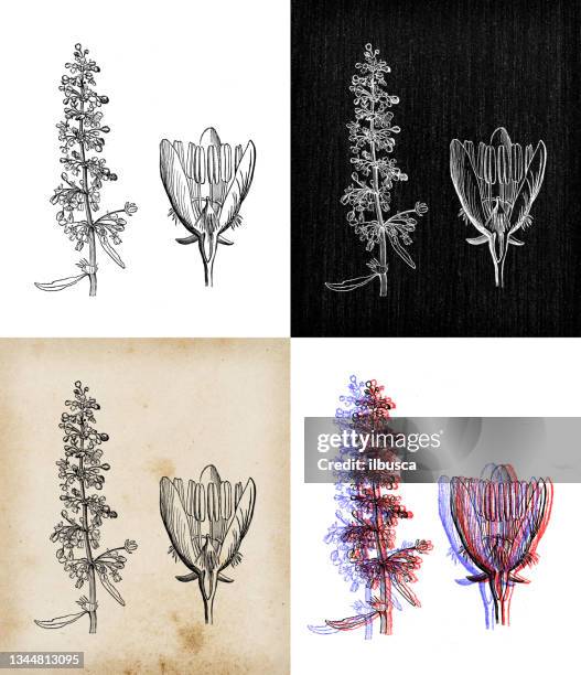 antique botany illustration: rumex crispus, curly dock - rumex crispus stock illustrations