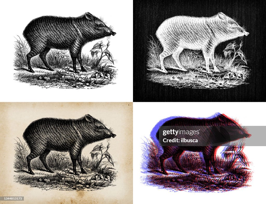 Antique animal illustration: Peccary