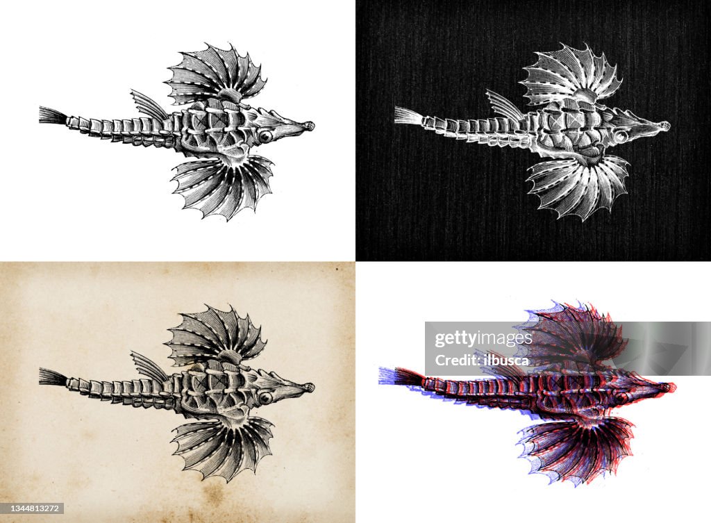 Antique animal illustration: little dragonfish, short dragonfish (Eurypegasus draconis)