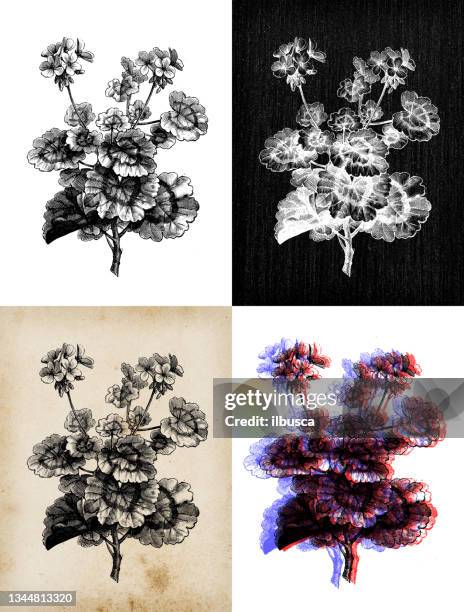 antique botany illustration: pelargonium zonale, horse-shoe pelargonium, wildemalva - peppermint geranium stock illustrations