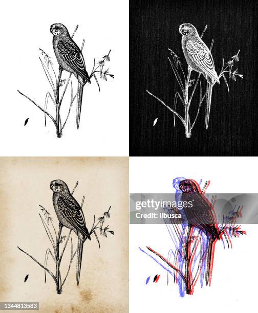 illustrazioni stock, clip art, cartoni animati e icone di tendenza di illustrazione di animali antichi: pappagallino (melopsittacus undulatus) - parrocchetto