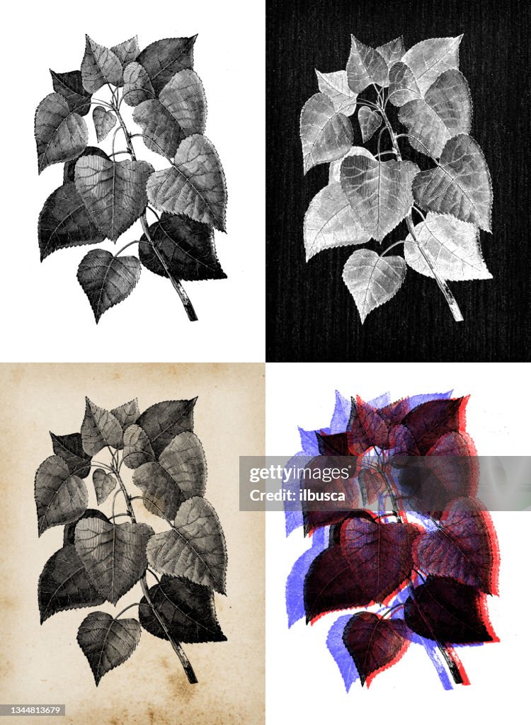 Antique botany illustration: Populus deltoides, eastern cottonwood, necklace poplar