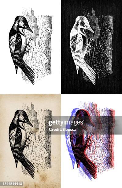 antique animal illustration: great spotted woodpecker (dendrocopos major) - great spotted woodpecker stock illustrations