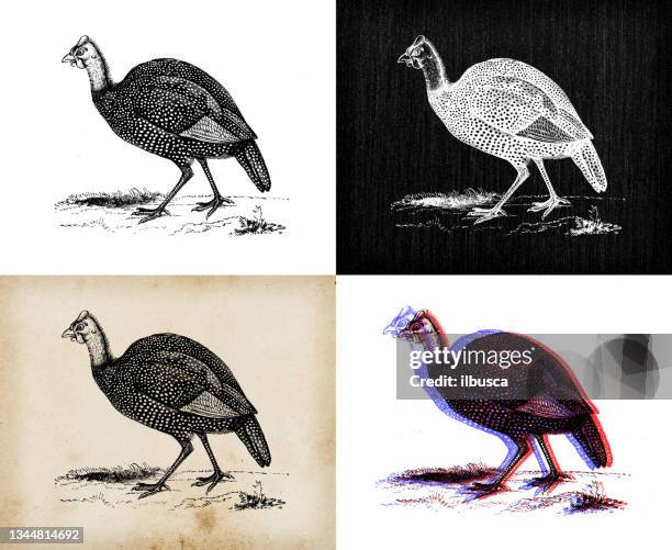antike tier-illustration: behelmte perlhühner (numida meleagris) - guineafowl stock-grafiken, -clipart, -cartoons und -symbole