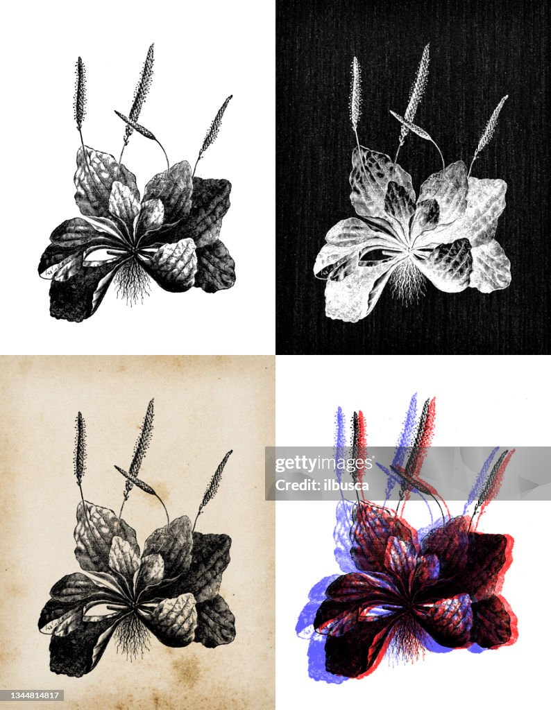 Antique botany illustration: Plantago major (broadleaf plantain)