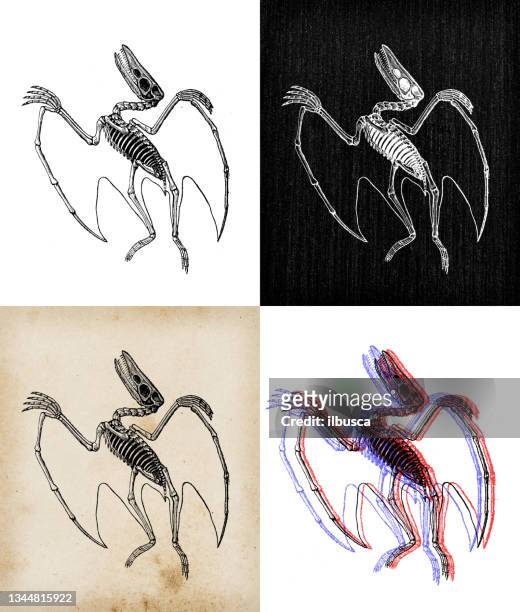 ilustrações, clipart, desenhos animados e ícones de ilustração animal antiga: pterodáctilo - zoologia