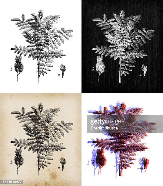 antique botany illustration: liquorice, licorice, glycyrrhiza glabra - licorice flower stock illustrations