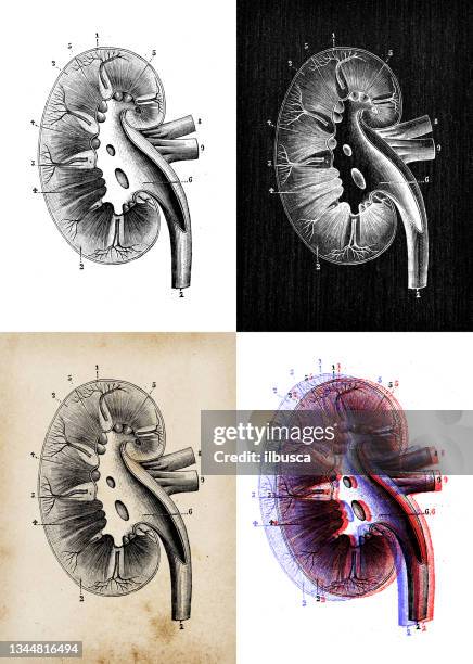 ilustraciones, imágenes clip art, dibujos animados e iconos de stock de ilustración antigua: riñón - human kidney