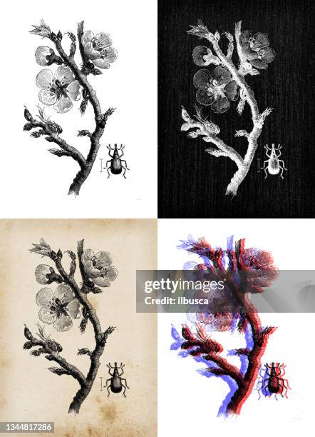 23点の杏の木イラスト素材 Getty Images 23点の杏の木イラスト素材 Getty Images