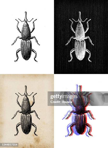 antique animal illustration: wheat weevil (sitophilus granarius) - rice weevil stock illustrations