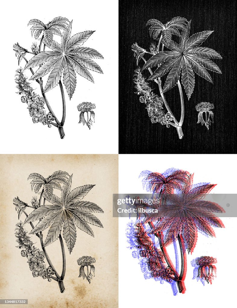 Antique botany illustration: Ricinus communis, castor bean, castor oil plant,