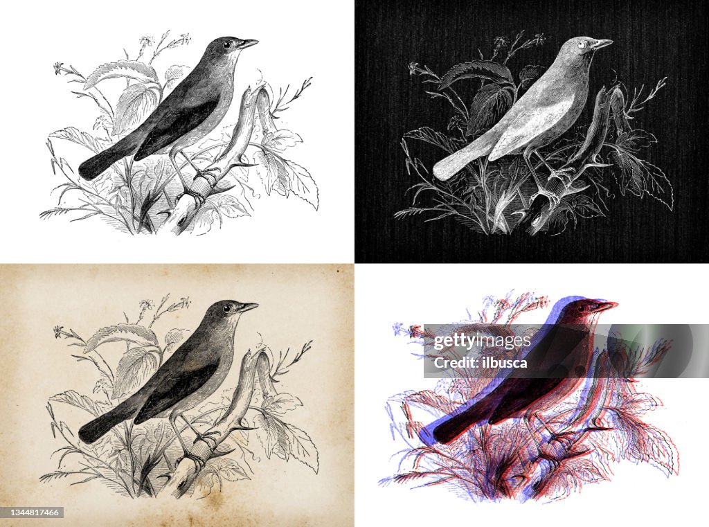Antique animal illustration: nightingale (Luscinia megarhynchos)