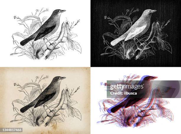 antique animal illustration: nightingale (luscinia megarhynchos) - florence nightingale stock illustrations