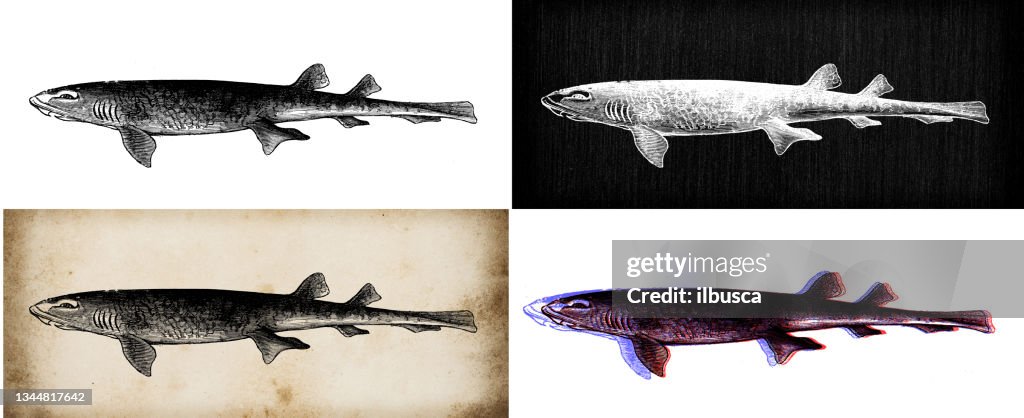Antique animal illustration: small-spotted catshark (Scyliorhinus canicula)