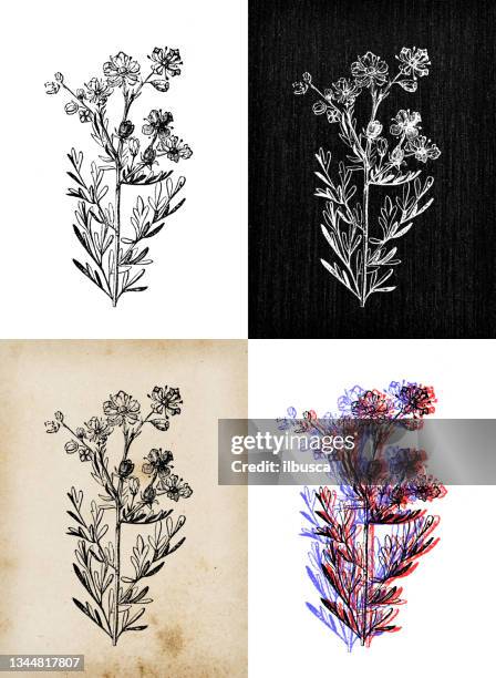antique botany illustration: ruta graveolens, rue - ruta graveolens stock illustrations