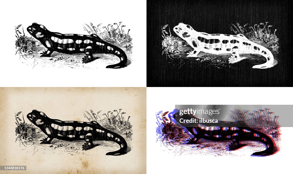 Antique animal illustration: fire salamander (Salamandra salamandra)