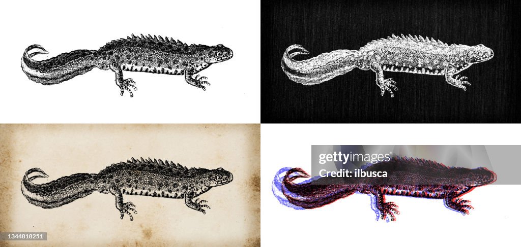 Antique animal illustration: northern crested newt, great crested newt, warty newt (Triturus cristatus)