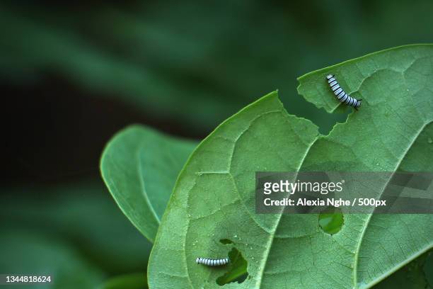 close-up of insect on leaf,louang prabang,laos - insect eating stock pictures, royalty-free photos & images