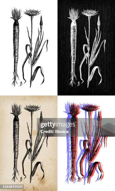ilustraciones, imágenes clip art, dibujos animados e iconos de stock de ilustración botánica antigua: tragopogon porrifolius, salsify - salsify