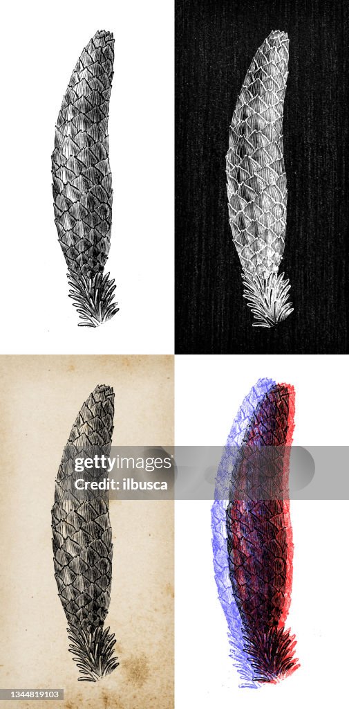 Antique botany illustration: Picea abies, Norway spruce