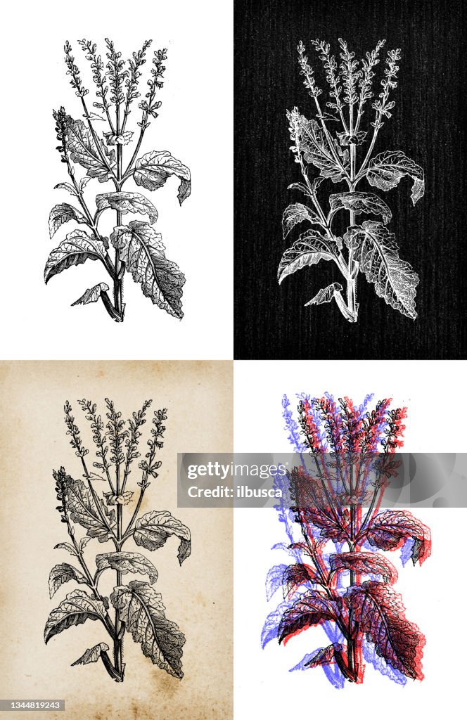 Antique botany illustration: Salvia pratensis (meadow clary, meadow sage)