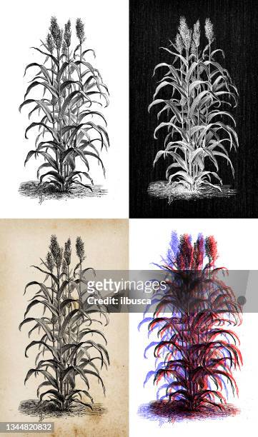 ilustraciones, imágenes clip art, dibujos animados e iconos de stock de ilustración botánica antigua: sorgo sacarina - sorghum
