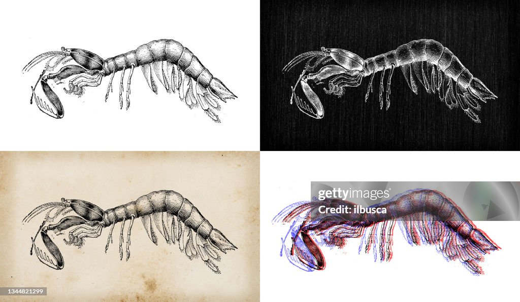 Antique animal illustration: Odontodactylus scyllarus, peacock mantis shrimp