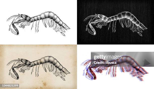 antique animal illustration: odontodactylus scyllarus, peacock mantis shrimp - mantis shrimp stock illustrations