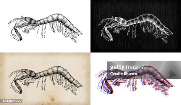 antique animal illustration: odontodactylus scyllarus, peacock mantis shrimp - peacock mantis shrimp stock illustrations