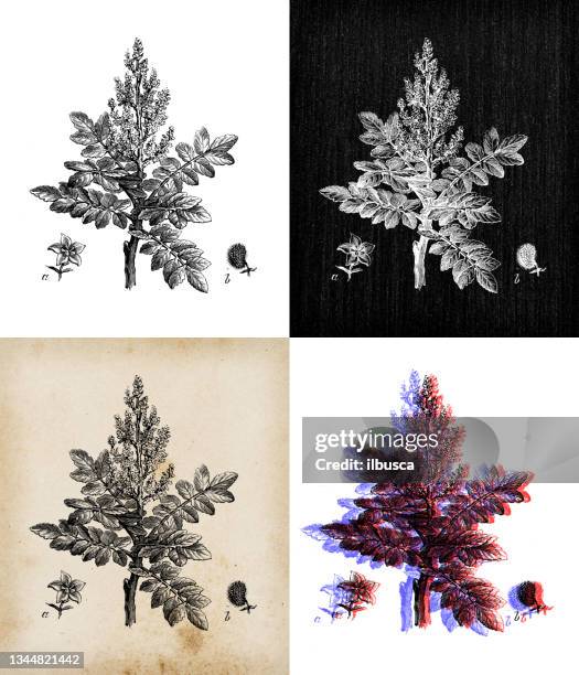 antique botany illustration: rhus coriaria, sicilian sumac - toxicodendron diversilobum stock illustrations