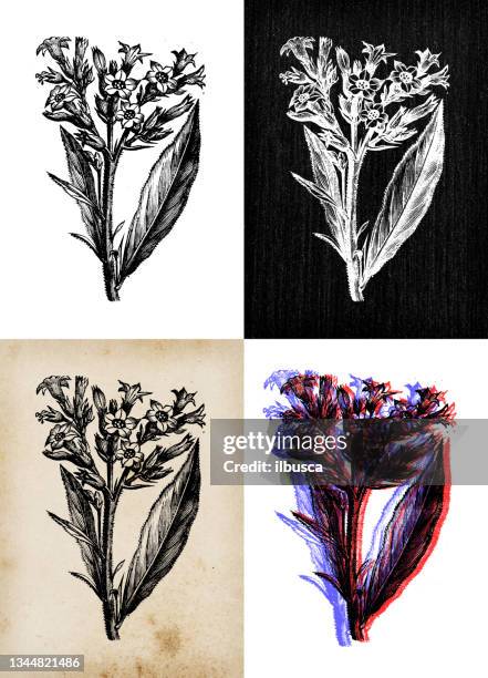 antique botany illustration: nicotiana tabacum, tobacco - tobacco crop stock illustrations