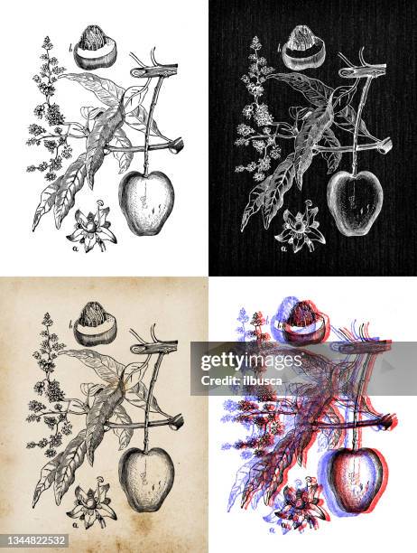 Mango Tree Drawing With Roots 13 Mango Tree Drawing Stock Photos, High-Res Pictures, and Images ...