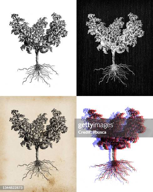 antique botany illustration: tomato plant - tomato plant stock illustrations