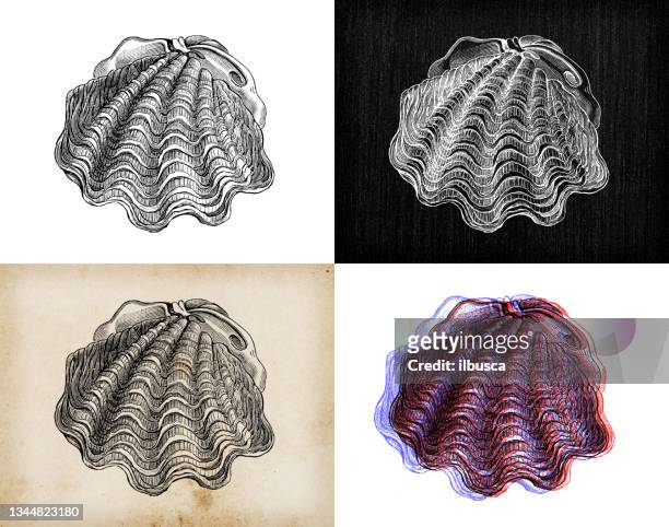 antique animal illustration: giant clams, tridacna - clams stock illustrations