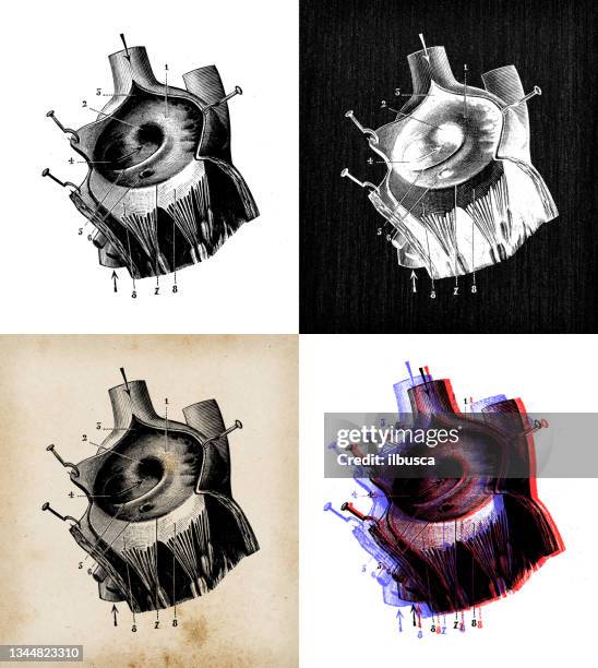 antique illustration: foramen ovale (heart) - mitral valve stock illustrations