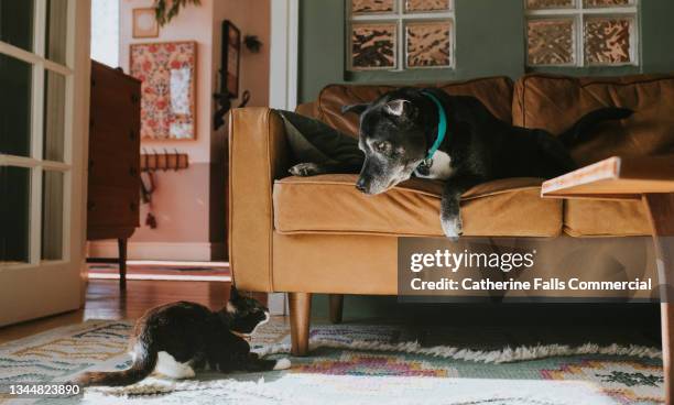 an angry dog lunges towards a terrified young cat who adopts a defensive stance before making her escape - dog and cat fotografías e imágenes de stock