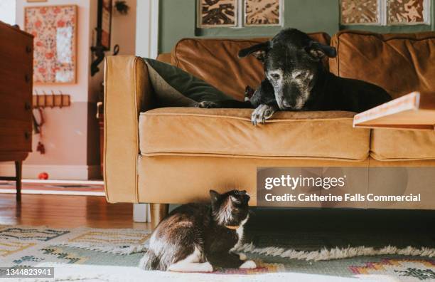 a dog on a sofa curiously peers over the side to look at a young cat - hate stock-fotos und bilder