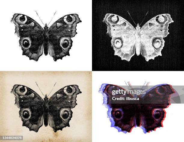 antike tierillustration: aglais io, vanessa io, pfauenschmetterling - small tortoiseshell butterfly stock-grafiken, -clipart, -cartoons und -symbole