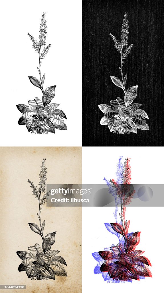 Antique botany illustration: Veratrum album (false helleborine, white hellebore)