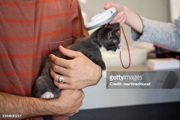 reading microchip on newly adopted kitten. - chips stockfoto's en -beelden